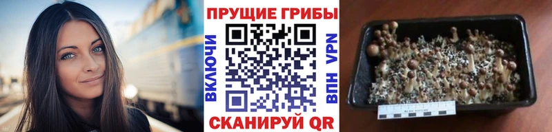 даркнет сайт  Куса  Псилоцибиновые грибы Cubensis 